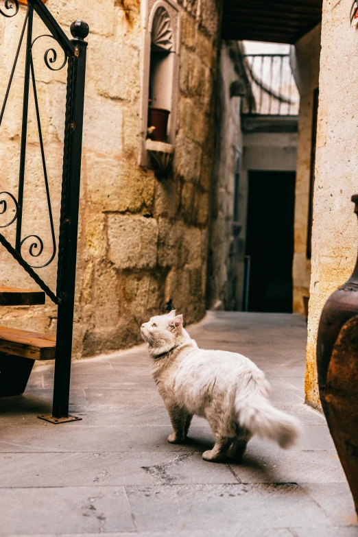a white dog sitting on a sidewalk next to a vase, pexels contest winner, old town mardin, running cat, patio, looking from behind