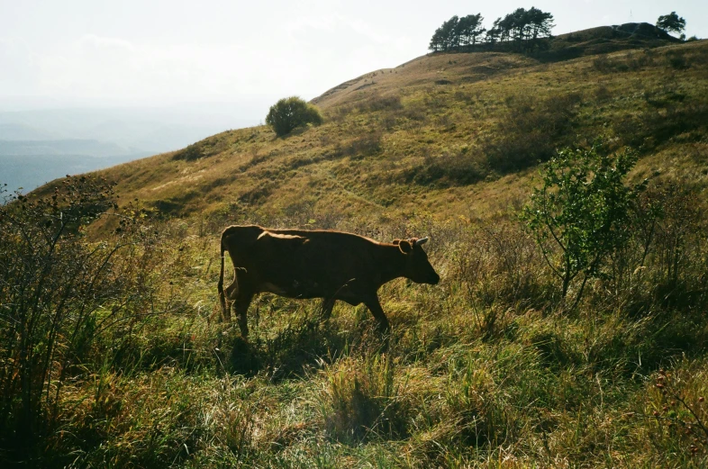 a brown cow standing on top of a lush green hillside, by Attila Meszlenyi, unsplash, renaissance, meats on the ground, medium format, afternoon light, alessio albi
