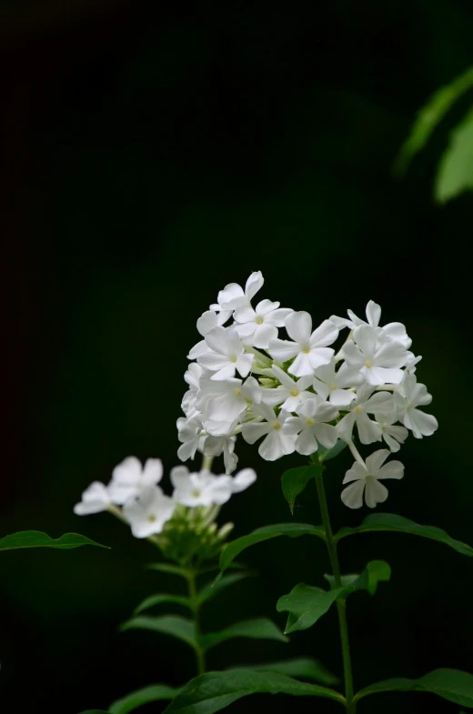 a close up of a bunch of white flowers, by Robert Storm Petersen, lilac, in serene forest setting, cinematic shot ar 9:16 -n 6 -g, vine and plants and flowers