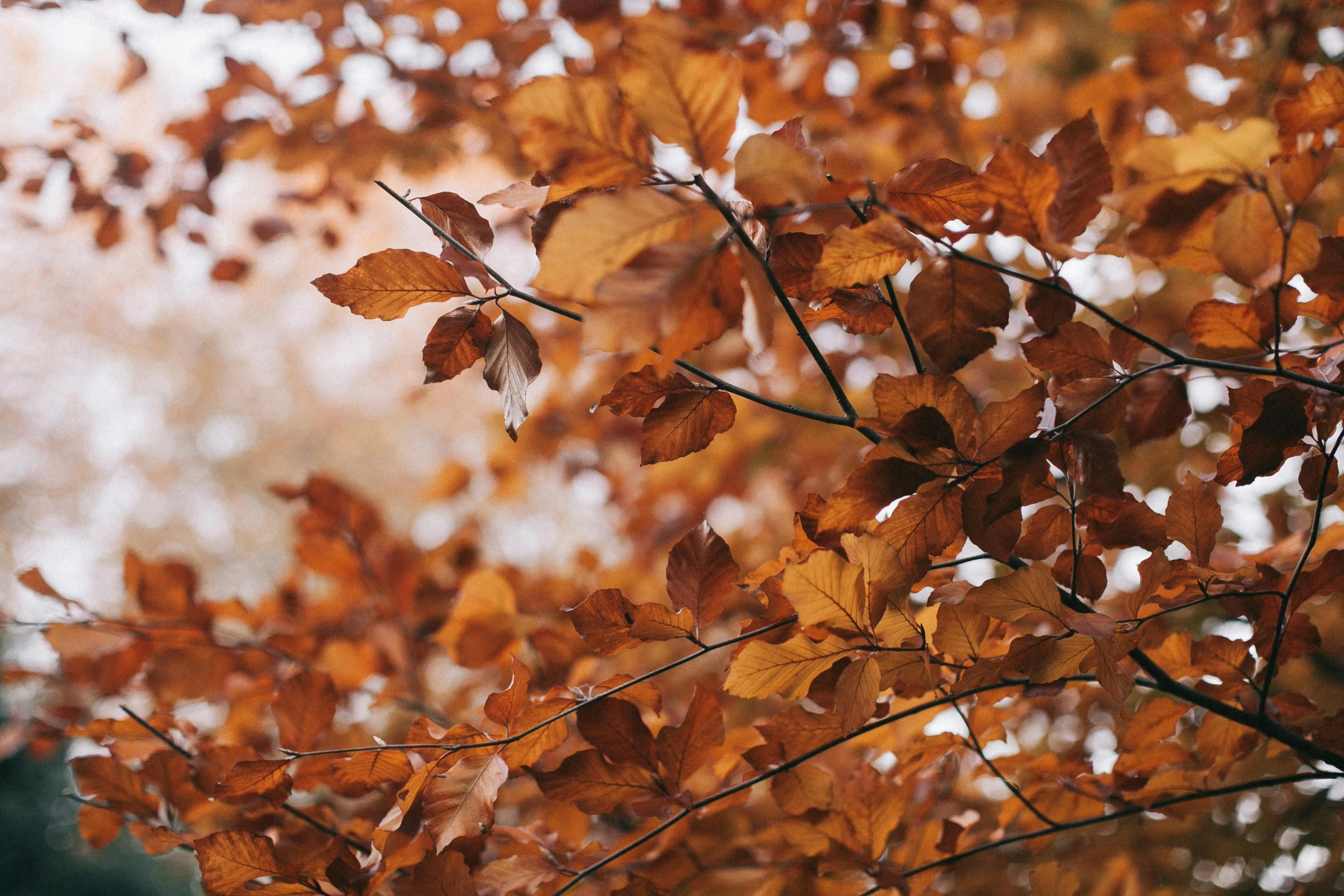 a close up of leaves on a tree, by Carey Morris, pexels, brown and gold, shot on hasselblad, warm cosy colors, thumbnail