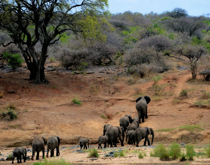 a herd of elephants walking across a dirt field, by Terese Nielsen, pexels contest winner, hurufiyya, 2 5 6 x 2 5 6 pixels, trees around, dry river bed, well shaded