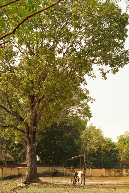 a giraffe standing on top of a lush green field, basketball court, angkor, reading under a tree, exterior