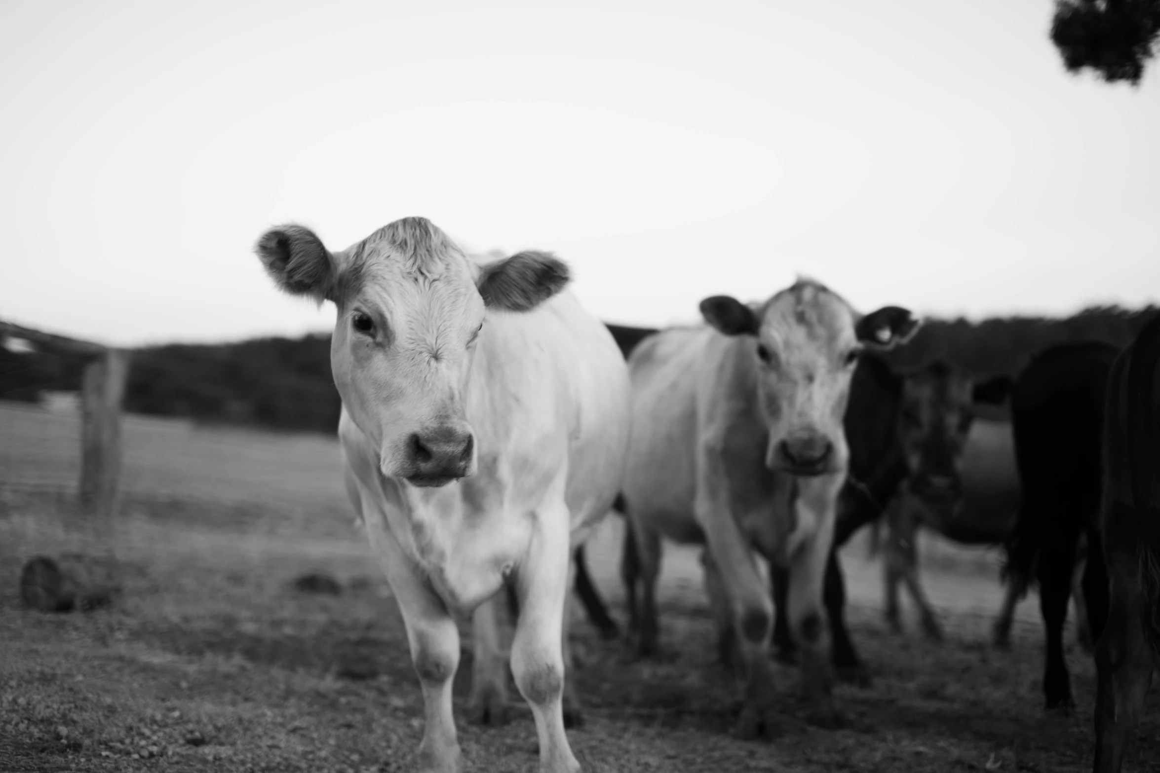 a herd of cattle standing on top of a grass covered field, a black and white photo, unsplash, hollister ranch, adult pair of twins, flash photo, up-close