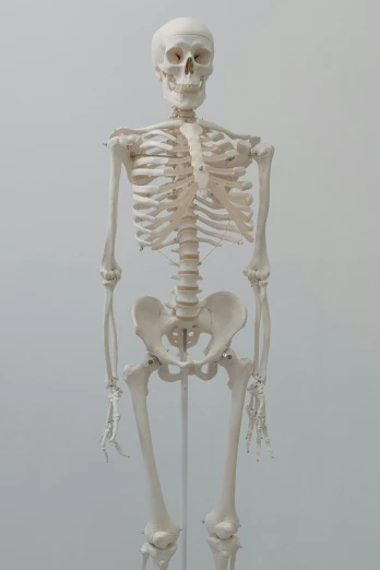 a model of a human skeleton on a stand, by Damien Hirst, unsplash, massurrealism, blank, scp-049, hips, rib cage