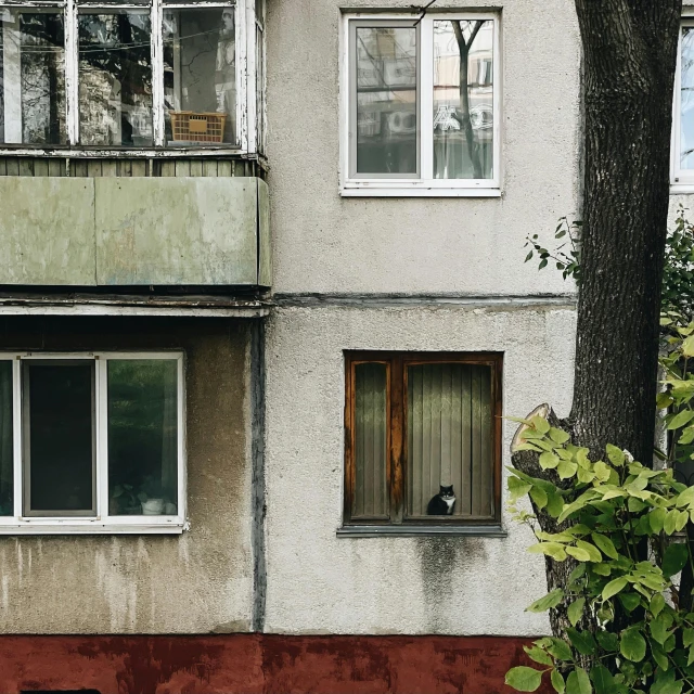 a cat that is sitting in the window of a building, a photo, inspired by Elsa Bleda, pexels contest winner, modernism, soviet suburbs, white building, massive trees with warm windows, sittin