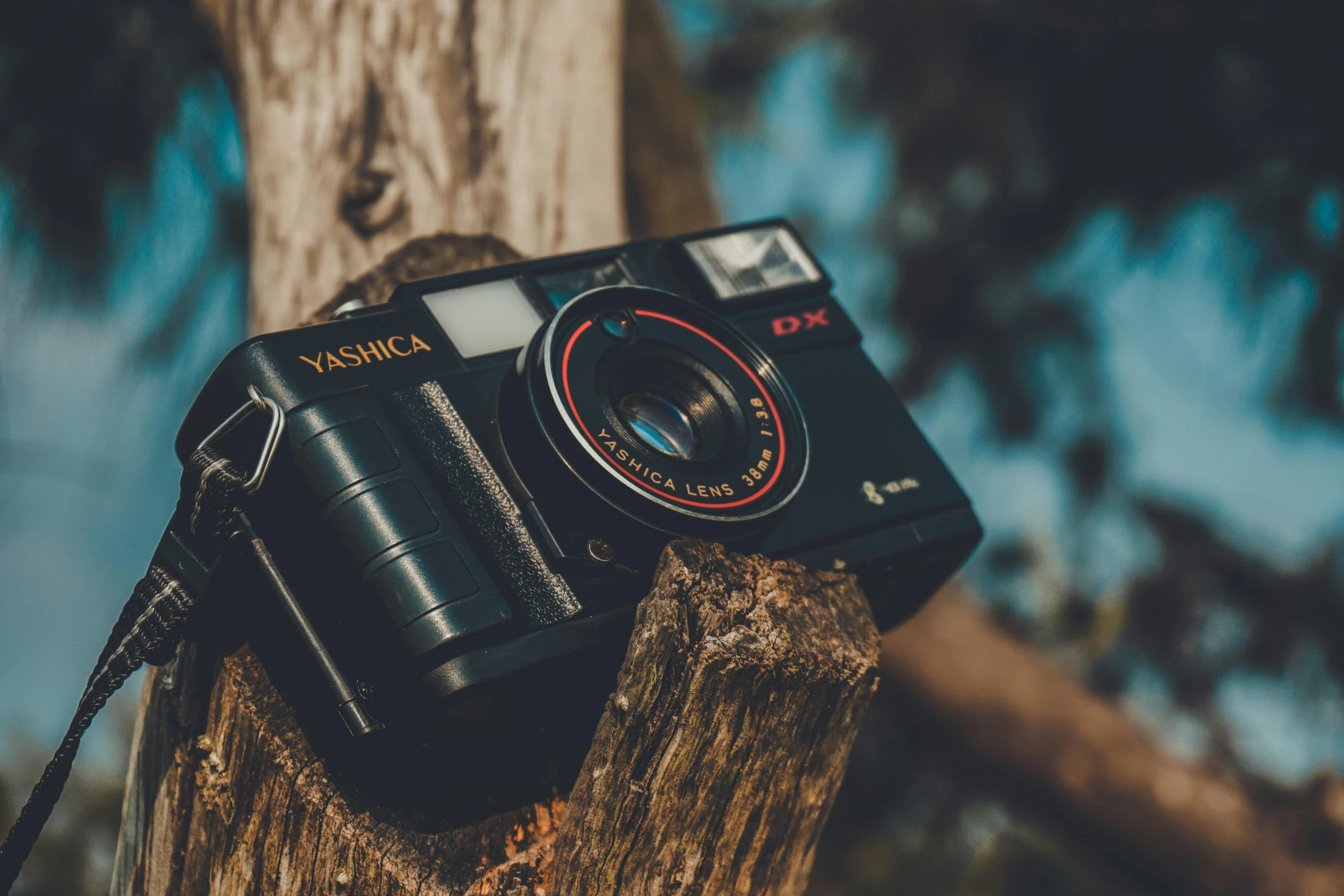 a camera sitting on top of a tree stump, a picture, unsplash contest winner, visual art, yashica t 4, today's featured photograph 4k, medium format. soft light, vhs colour photography