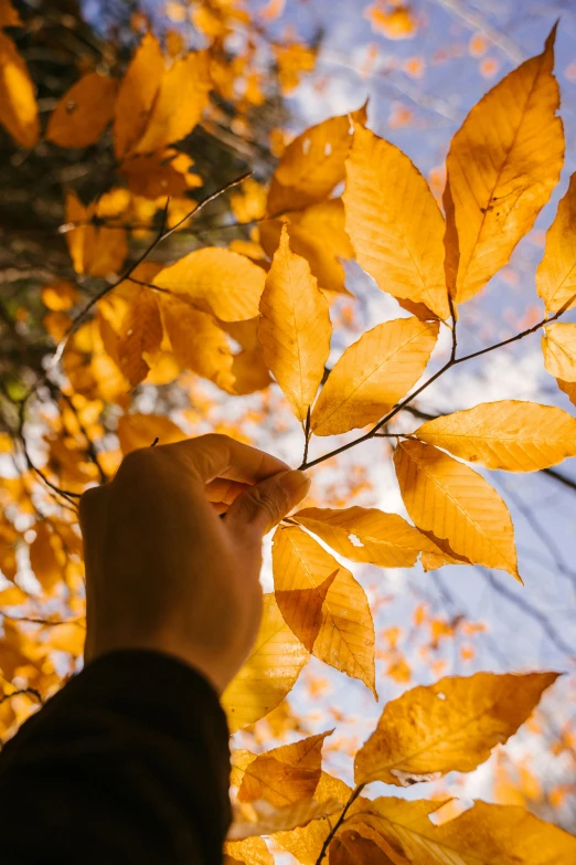 a person reaching up to a tree with yellow leaves, trending on pexels, warm coloured, pov shot, softly lit, minn