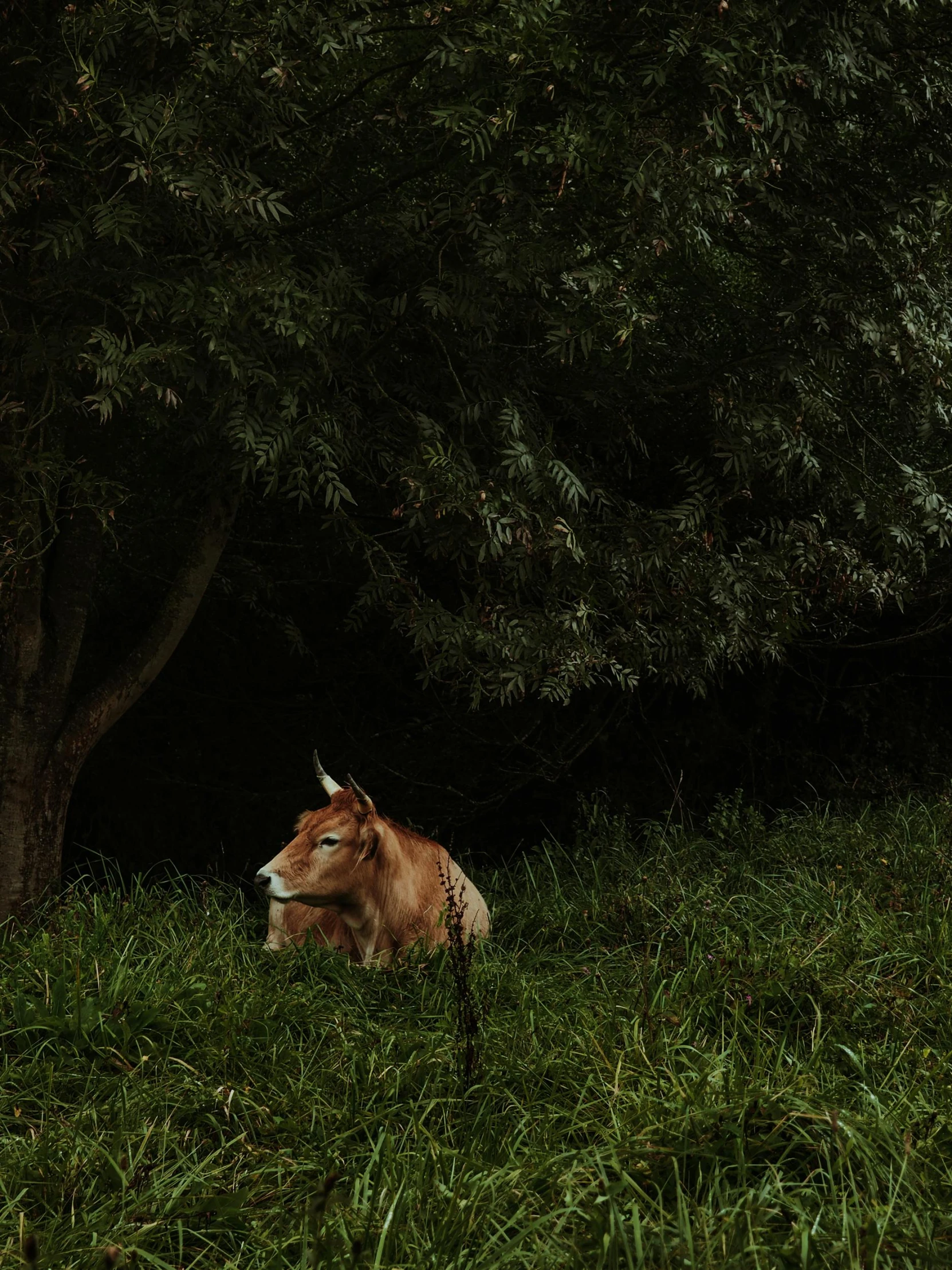 a brown horse standing on top of a lush green field, by Elsa Bleda, australian tonalism, sitting under a tree, cow, ignant, real image