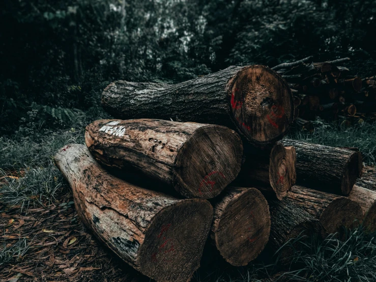 a pile of logs sitting in the middle of a forest, pexels contest winner, profile image, thumbnail, background image, moody aesthetic