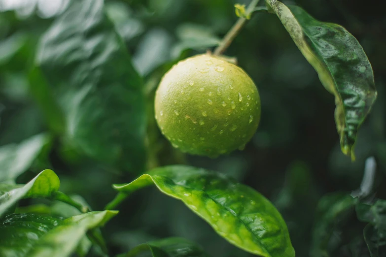 a close up of a green fruit on a tree, a picture, unsplash, wet lush jungle landscape, lime, thumbnail, well built