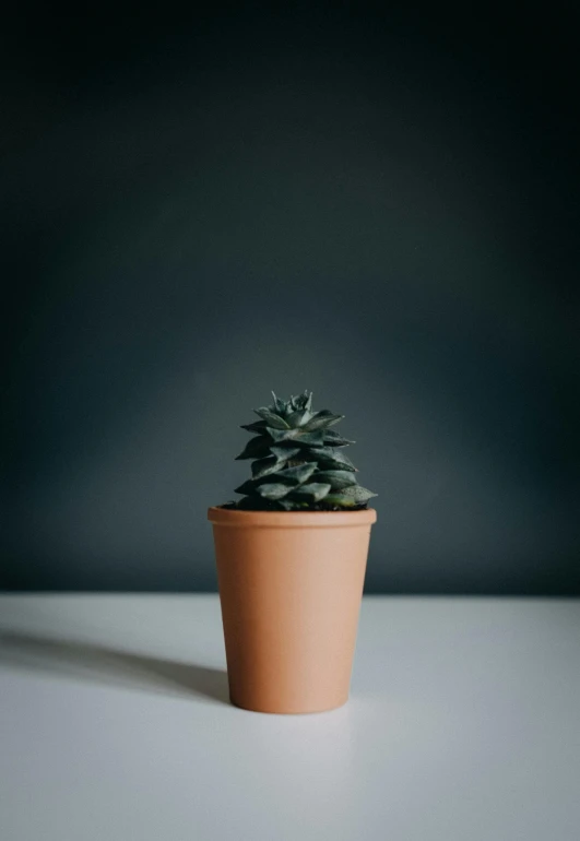 a small potted plant sitting on a table, inspired by Robert Mapplethorpe, trending on unsplash, matte surface, spiky, hard clay, attractive photo