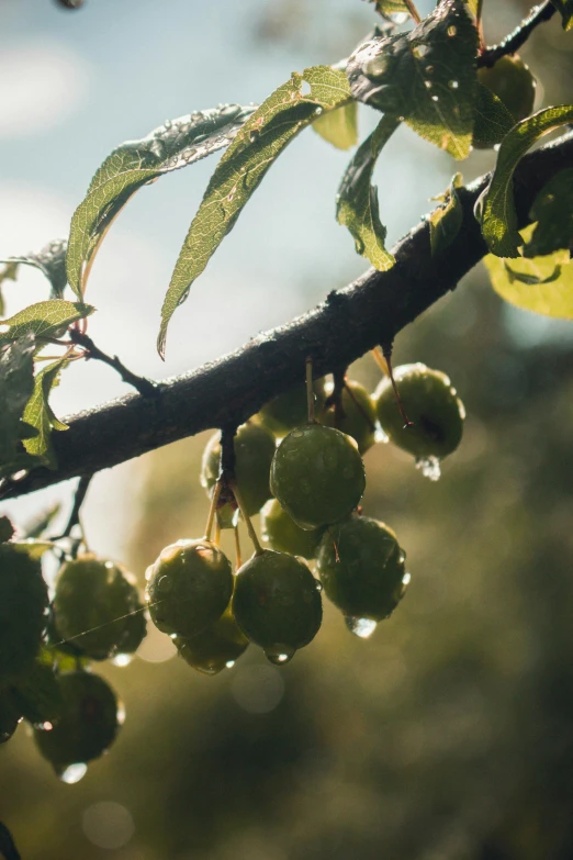 a close up of a bunch of fruit on a tree, profile image, rain lit, thumbnail, greens)