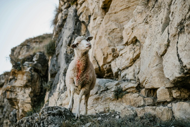 a sheep standing on top of a rocky cliff, profile image