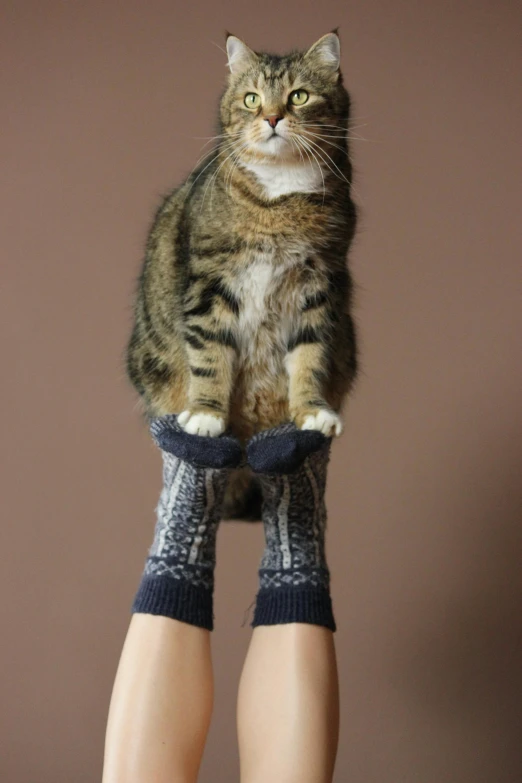 a cat sitting on top of a person's legs, by Alison Geissler, mittens, demur, doing a kick, hyperdetailed photo