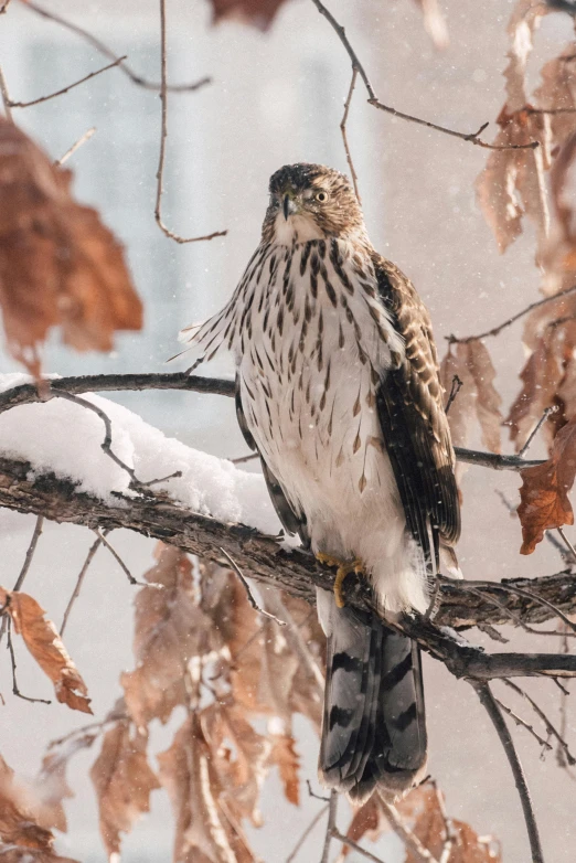 a bird sitting on top of a tree branch, trending on pexels, icy eyes, hawk wings, portrait of tall, in a medium full shot