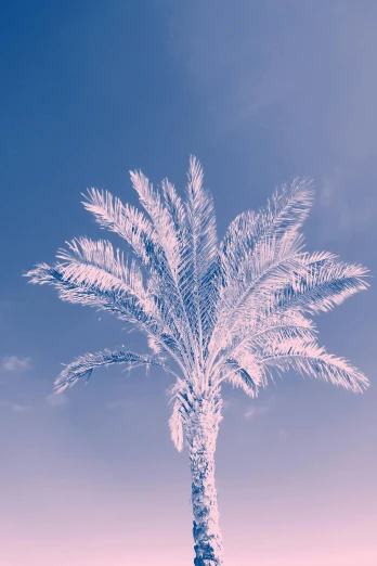 a palm tree sitting on top of a sandy beach, an album cover, trending on unsplash, romanticism, blue and pink, ornamental, solarised, portrait of tall