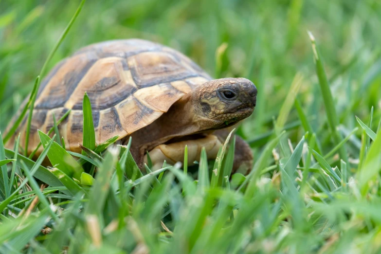 a close up of a small turtle in the grass, renaissance, fan favorite, brown, featured, 2070s