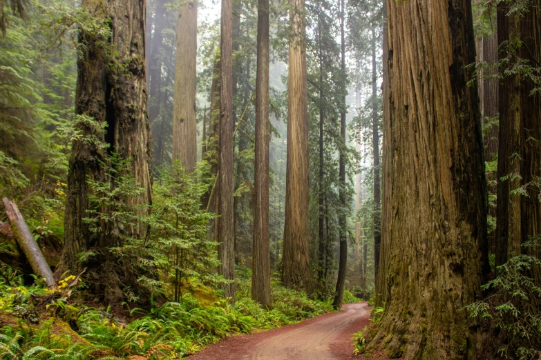 a dirt road surrounded by tall trees in a forest, by Kristin Nelson, in a foggy redwood forest, avatar image