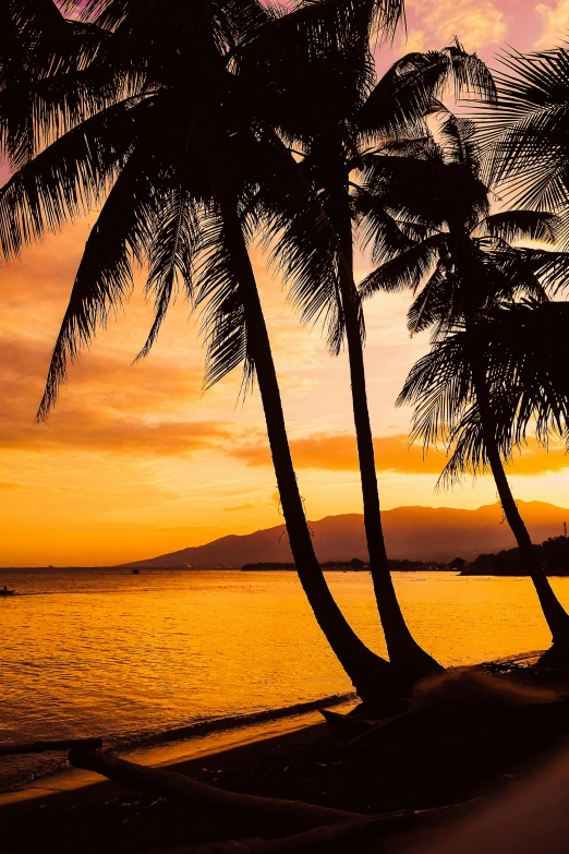 a couple of palm trees sitting on top of a beach, during a sunset