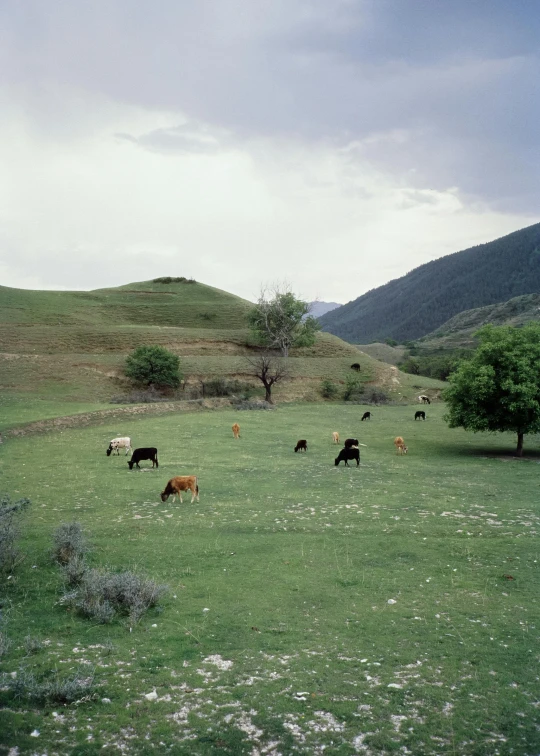 a herd of cattle grazing on a lush green hillside, unsplash, land art, autochrome photograph, iran, 1990s photograph, ( ( photograph ) )