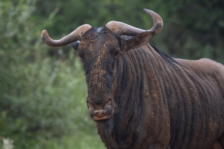 an animal that is standing in the dirt, african facial features, buffed, in a rainy environment, face of an ox