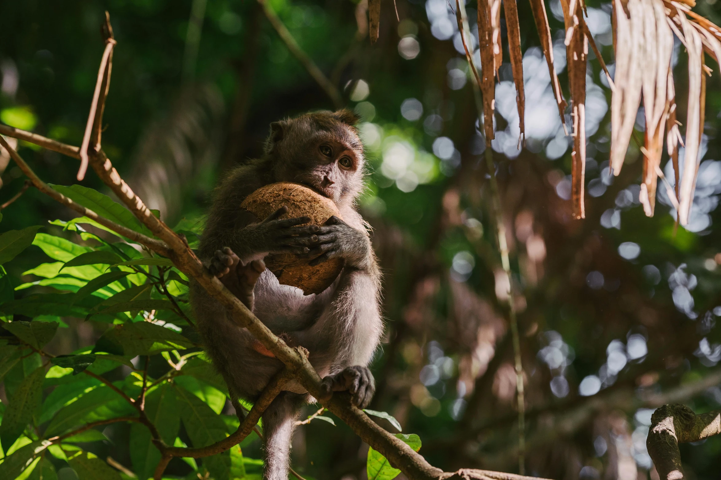 a monkey sitting on top of a tree branch, pexels contest winner, sumatraism, holding a ball, offering a plate of food, thumbnail, australian