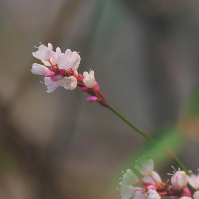 a close up of a flower with a blurry background, light pink mist, low quality photo, taken with sony alpha 9, willow plant