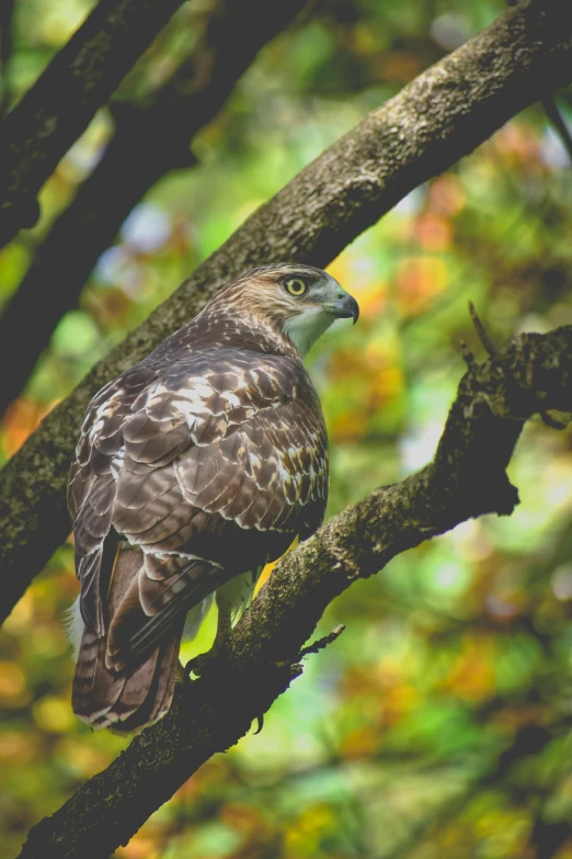 a bird sitting on top of a tree branch, looking at the camera, hawk wings, amongst foliage, on display