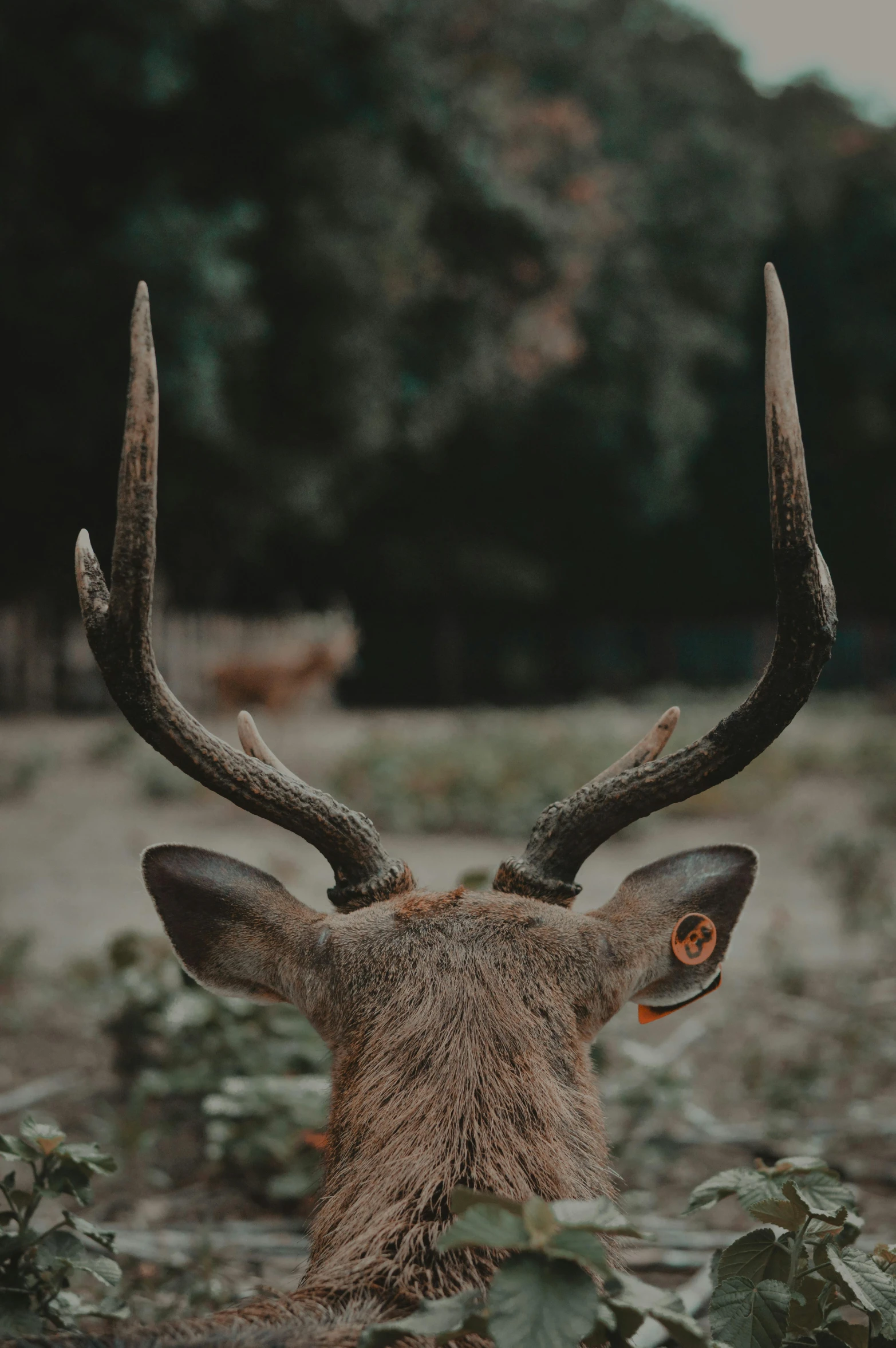 a deer with large horns standing in a field, pexels contest winner, realism, back of head, fps view, head macro, smart looking