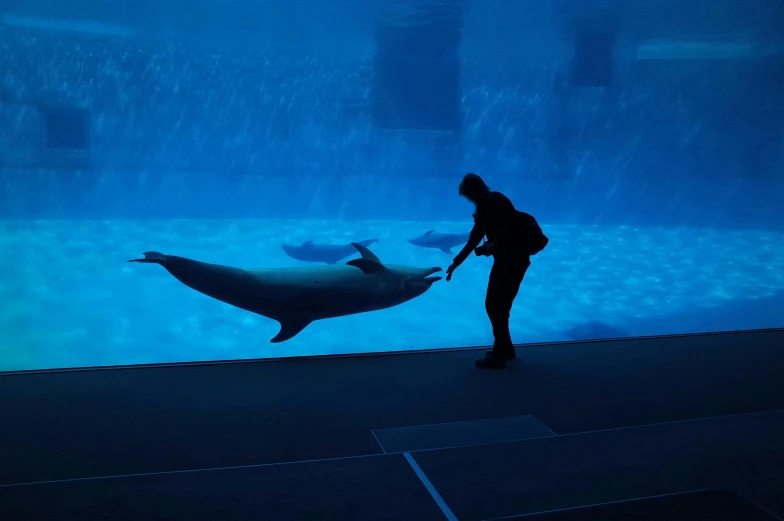 a man standing next to a dolphin in an aquarium, by Anna Haifisch, pexels contest winner, giant led screens, walking towards the camera, marina abramovic, behind the scenes photo