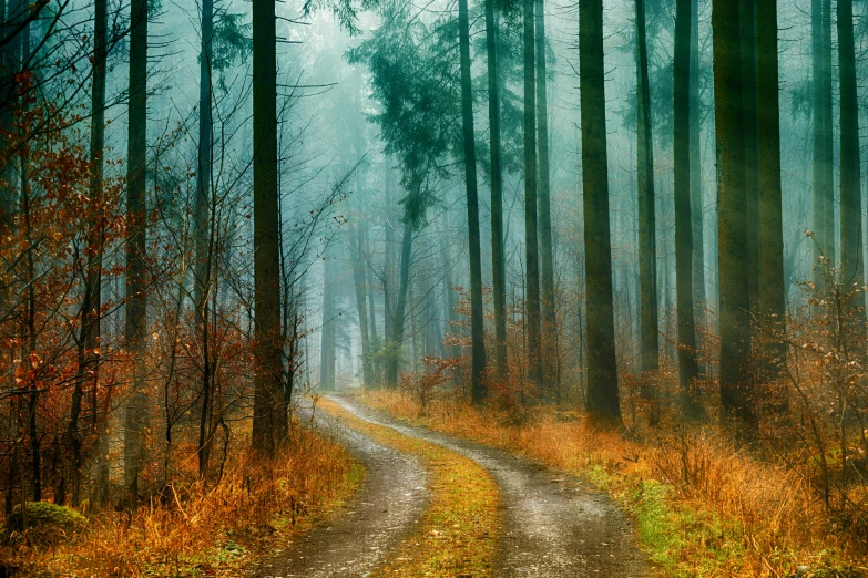 a dirt road in the middle of a forest, by Karl Pümpin, pexels contest winner, renaissance, misty background, vibrant but dreary gold, fine art print, lower saxony