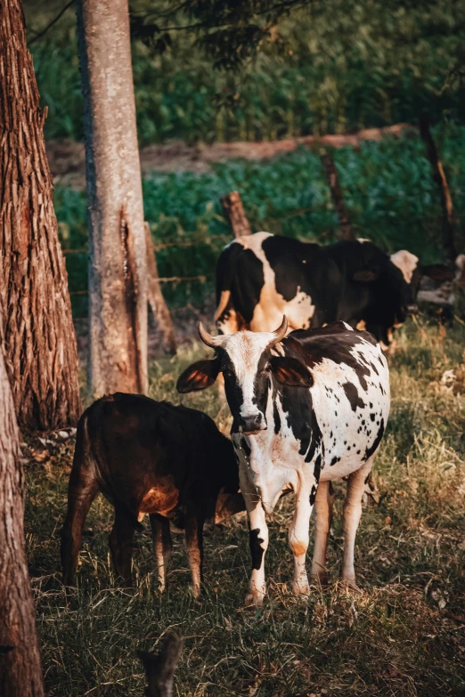 a herd of cattle standing on top of a grass covered field, trending on vsco, dappled in evening light, sri lanka, unsplash photography