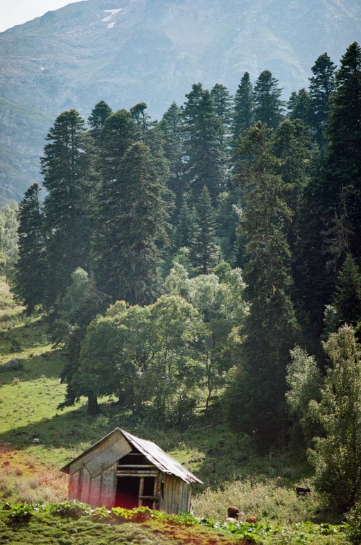 a herd of cattle grazing on top of a lush green hillside, a picture, tent, black fir, exterior shot, adar darnov