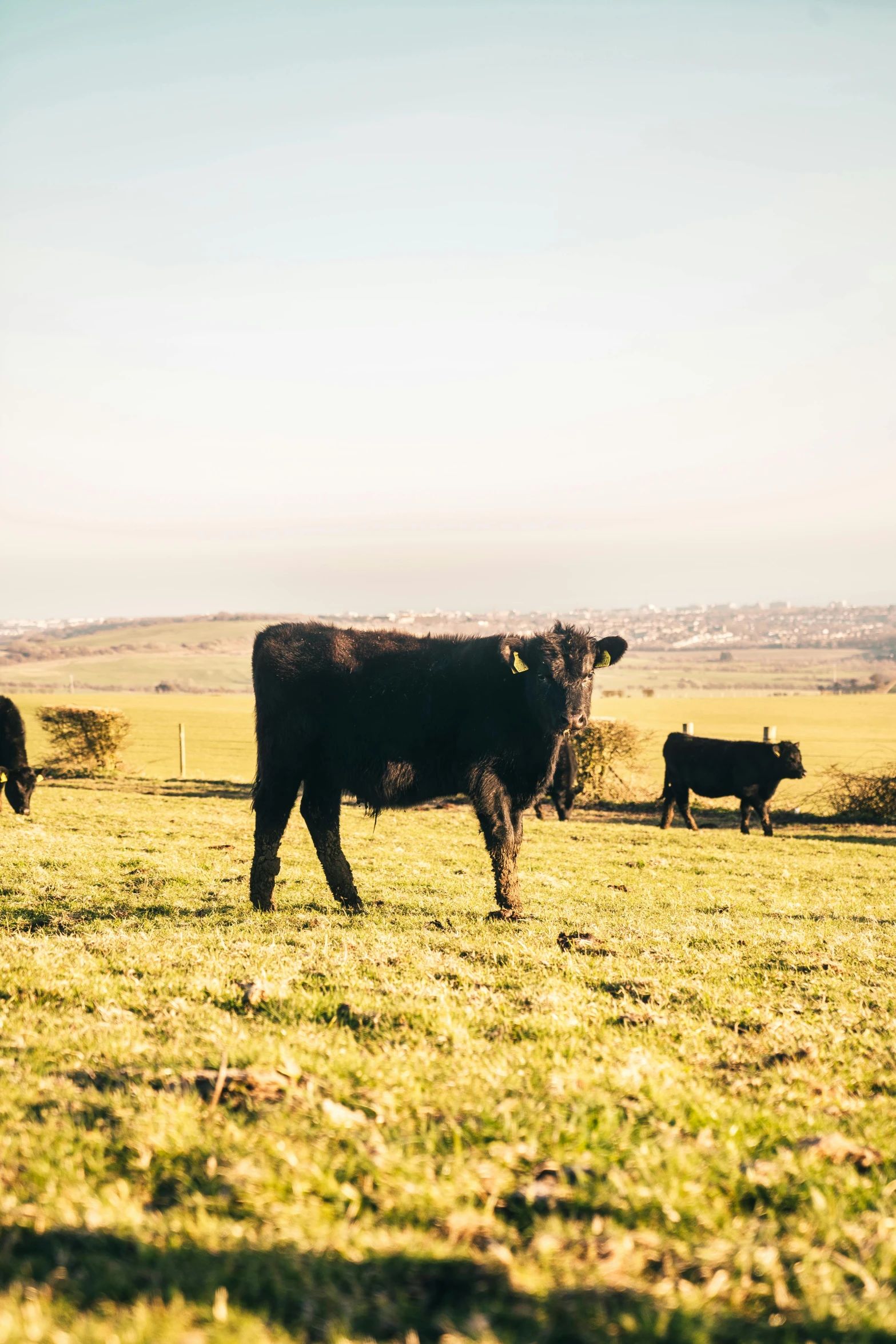 a herd of cattle standing on top of a lush green field, taken at golden hour, conor walton, film photo, black