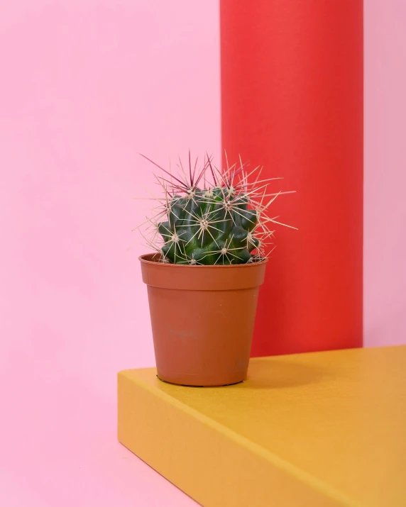 a potted cactus sitting on top of a yellow shelf, inspired by Robert Mapplethorpe, multicoloured, pink concrete, medium close-up shot, highly upvoted