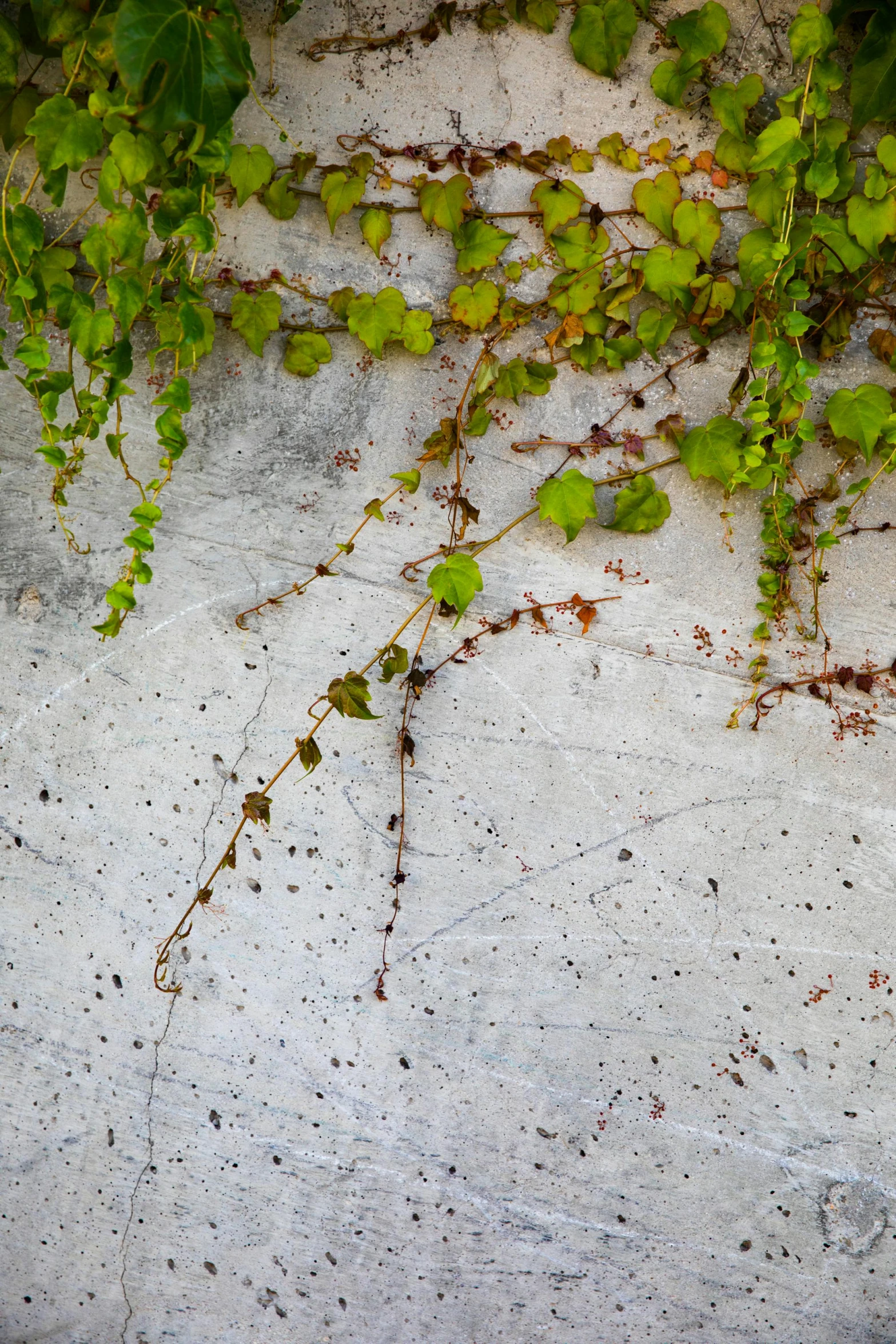 a red fire hydrant sitting on top of a cement wall, an album cover, inspired by Andy Goldsworthy, unsplash, concrete art, green vines, a delicate, scattered, low angle 8k hd nature photo