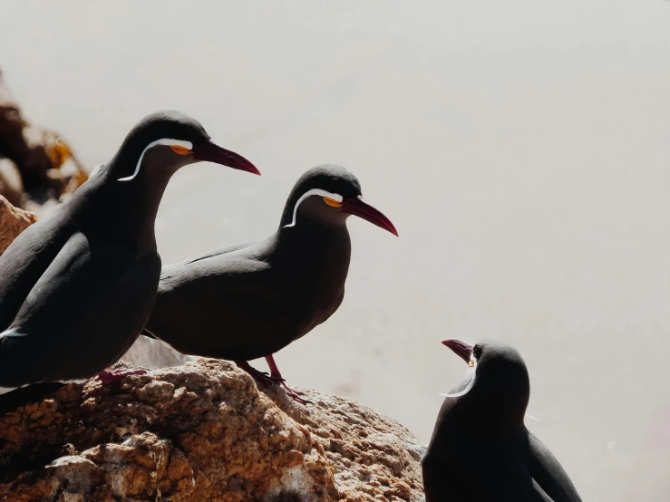 a couple of birds sitting on top of a rock, in a row, up-close, 🦩🪐🐞👩🏻🦳, in socotra island