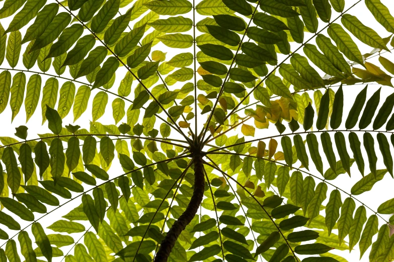 the sun shines through the leaves of a tree, a digital rendering, by Dietmar Damerau, botanical herbarium, canopy, highly symmetrical, tropical