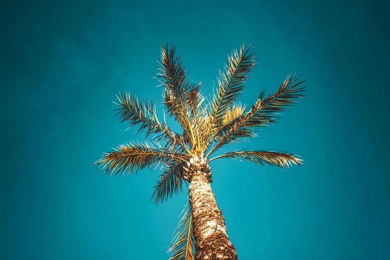 a palm tree with a blue sky in the background, an album cover, unsplash contest winner, arabesque, turquoise, cinematic blue and gold, high quality product image”, high detail photo