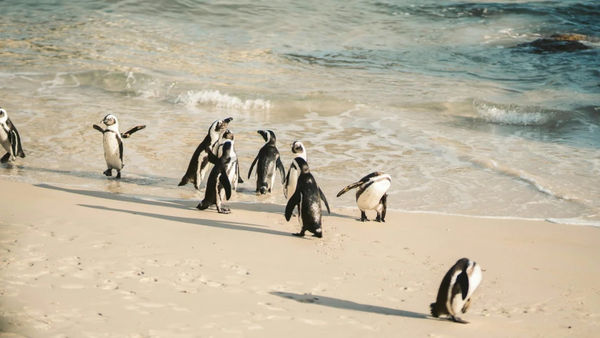 a group of penguins standing on top of a sandy beach, bubbly, an ocean, white sand, animals running along