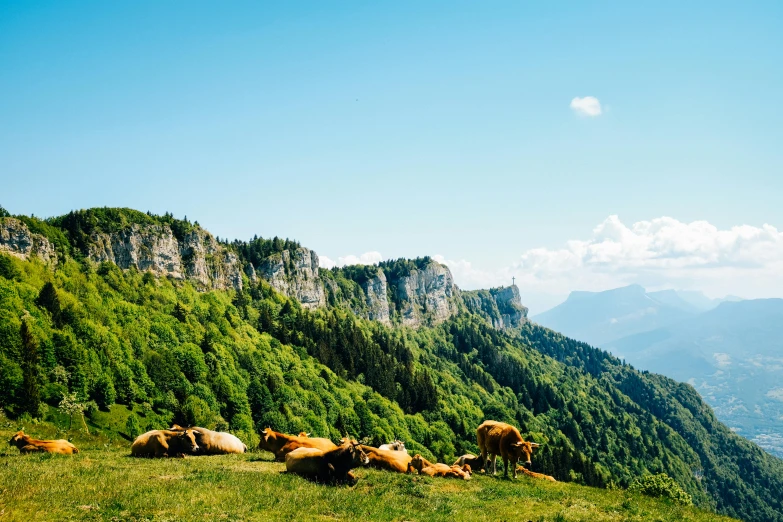 a herd of cattle laying on top of a lush green hillside, by Raphaël Collin, pexels contest winner, les nabis, looking at the mountains, al fresco, france, conde nast traveler photo