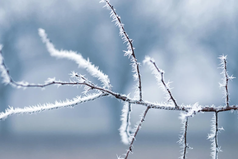 a close up of a branch with frost on it, trending on pexels, mikko lagerstedt, vines and thorns, thumbnail, white and pale blue