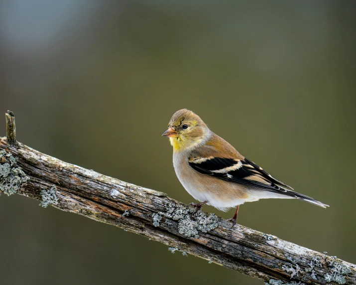 a small bird sitting on top of a tree branch, a portrait, by Jim Nelson, trending on pexels, baroque, mid 2 0's female, mixed animal, a bald, yellowed with age