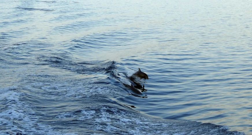 a couple of dolphins swimming in a body of water, manly, on a boat, early evening, slide show