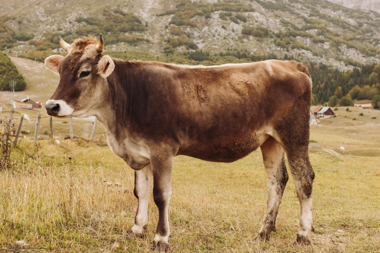 a brown cow standing on top of a grass covered field, by Emma Andijewska, unsplash, renaissance, bosnian, vintage photo, medium format, standing in front of a mountain