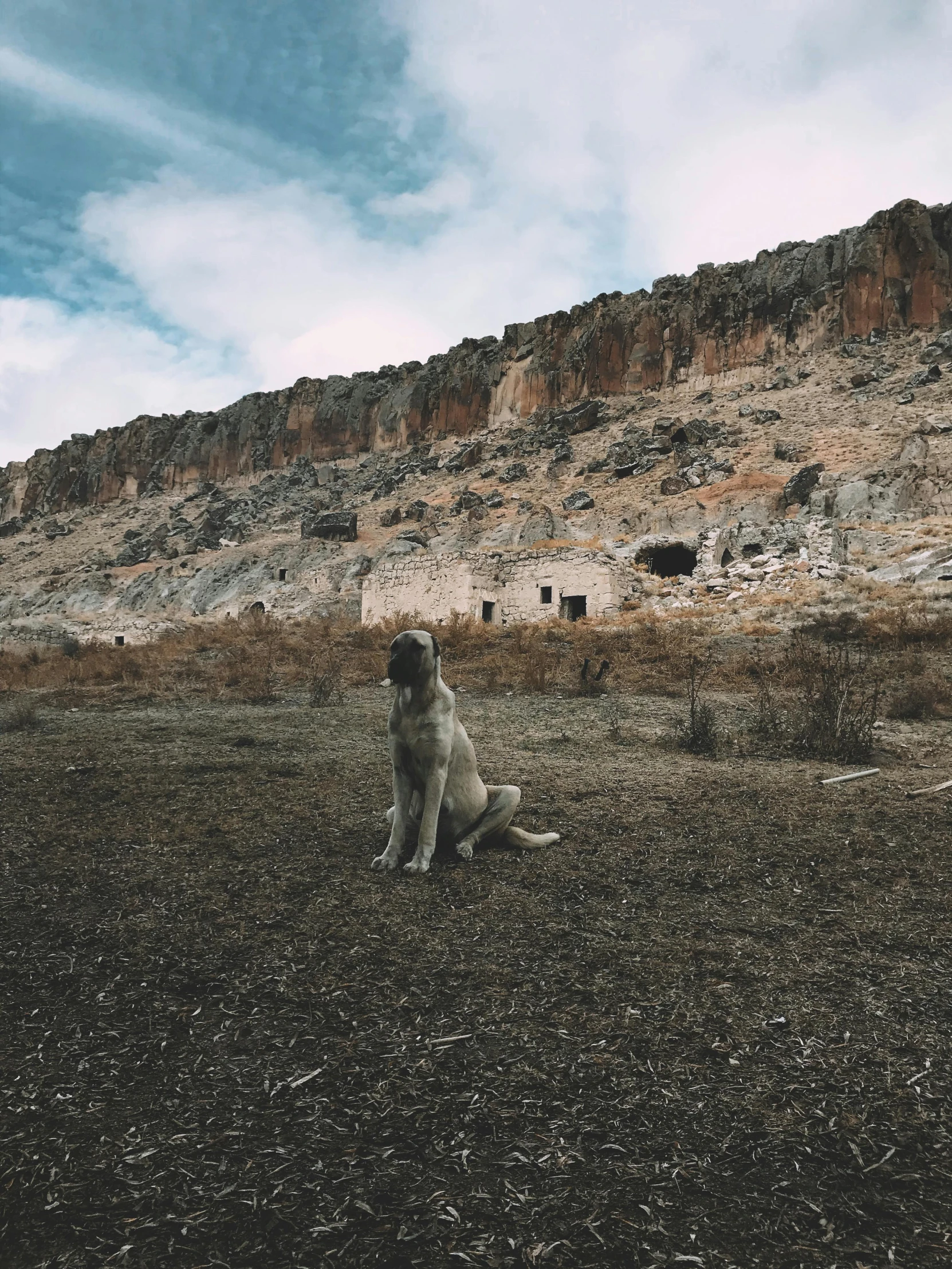 a dog sitting in a field with a mountain in the background, an album cover, pexels contest winner, les nabis, mardin old town castle, background image, standing on rocky ground, rustic yet enormous scp (secure