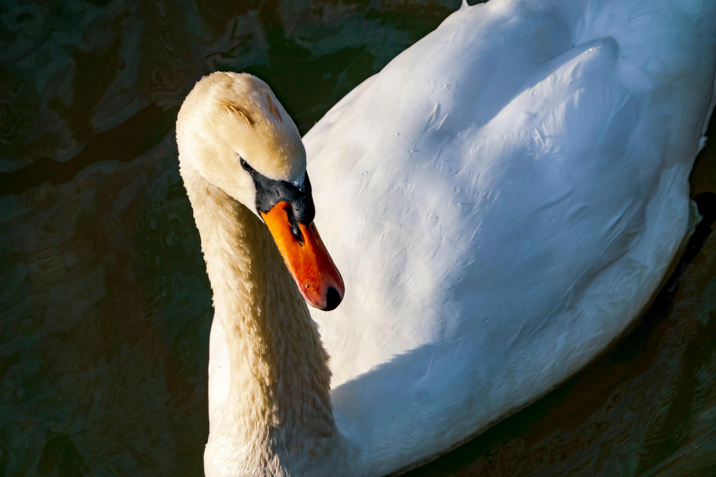 a white swan floating on top of a body of water, a portrait, pexels contest winner, renaissance, 🦩🪐🐞👩🏻🦳, rounded beak, birds eye photograph, afternoon sunlight
