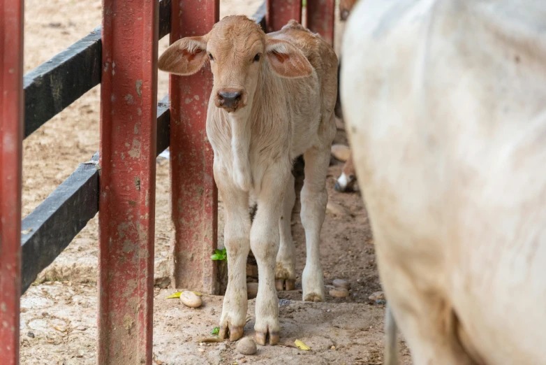 a brown and white cow standing next to a red fence, shot on sony a 7, calf, concerned, up close image