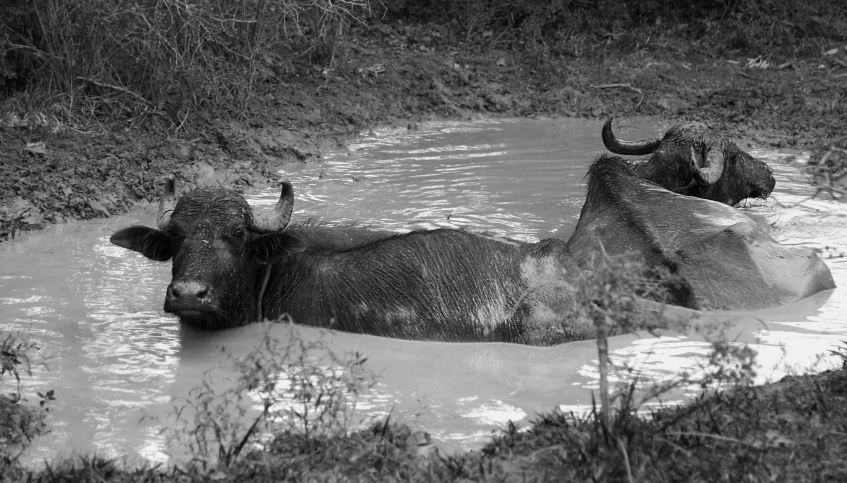 a couple of cows that are in some water, a black and white photo, by Jan Rustem, process art, hunting buffalo, relaxing after a hard day, wet clay, pool