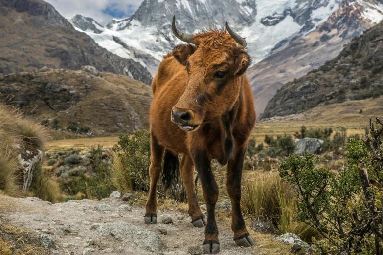 a brown cow standing on top of a dirt field, an album cover, pexels contest winner, sumatraism, machu picchu, avatar image, andes